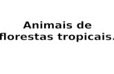 Animais de florestas tropicais
