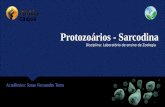 Protozoários   sarcodina