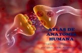 Atlas de anatomia humana   ambulodegui - 2016