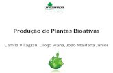 Produção de plantas bioativas - Fitoterapia e SUS