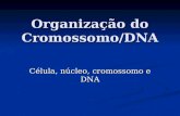 Organização do cromossomo/DNA