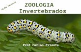 Zoologia dos invertebrados-resumo