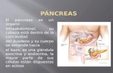 Histologia del Páncreas