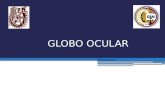 anatomia del Globo ocular