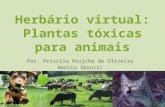 Herbário virtual: Plantas tóxicas para cães e gatos