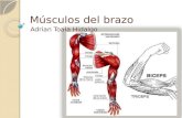 Músculos del brazo2