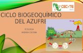 Ciclo biogeoquímico del azufre