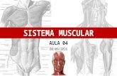04   Sistema Muscular