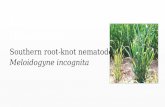 Southern root knot Nematode Resistance - Resistência Vegetal à nematóide das galhas na cultura da soja nos EUA.