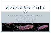 Diagnóstico Molecular Escherichia Coli.