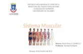 Exposición del sistema muscular