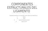 Componentes estructurales del ligamento