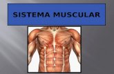 8 ano cap 14 sistema muscular