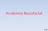 Anatomia bucomaxilofacial- Introdução e nervos Cranianos