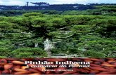 Pinhao indigena -  PARANÁ