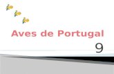 Aves de portugal 9