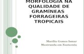 Influência da morfologia e anatomia na qualidade de gramíneas tropicais