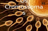 Alterações dos cromossomas