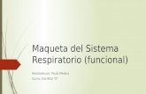 Maqueta del sistema respiratorio (funcional)