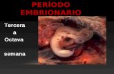 6° Período embrionario y Período fetal