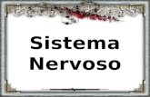 Sistema nervoso katya (2)