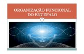 Organização funcional do encéfalo.