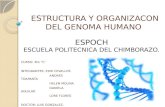 Estructura y organizacon del genoma humano