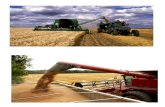4 cosecha del trigo