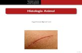 Histologia animal - Tecido Epitelial e COnjuntivo