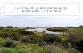 La flora de la desembocadura del Guadalhorce. Ciclo anual