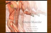 Frente 2 módulo 11 o sistema muscular