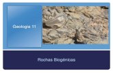 Geologia 11   rochas sedimentares biogénicas