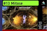 1EM #13 Mitose
