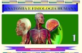 Anatomia corpo humano parte 1