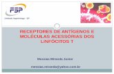 Receptores de antígenos e moléculas acessórias dos linfócitos t