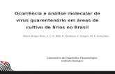 Ocorrência e análise molecular de vírus quarentenário em áreas de cultivo de lírios no brasil