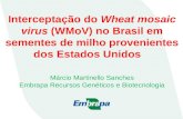 Interceptação do wheat mosaic virus (w mo v) no brasil em sementes de milho provenientes dos estados unidos