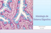 Histología del sistema digestivo