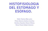 Histofisiologia del estomago y esófago