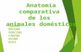 Anatomia comparativa de todas las espesies domesticas