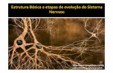Estrutura Básica do Sistema Nervoso