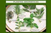 Plantas aromaticas beneficiosaude revisto