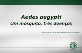 Aedes aegypti um mosquito três doenças padrão