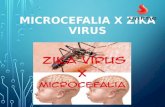 Microcefalia x zika virus versão final