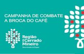 Campanha de combate a Broca-do-café - Vazio Sanitário da broca-do-café