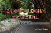 TIPOS DE CAULES/Morfologia