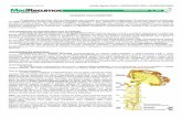 Medresumos 2016   neuroanatomia 21 - grandes vias eferentes
