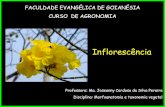 Morfologia vegetal da inflorescência