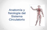 Tema 5: Anatomía y fisiología del aparato circulatorioanatomia241.weebly.com/uploads/1/0/6/8/10683880/sistema_circulator... · El aparato circulatorio •Se encarga del transporte
