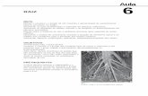 Morfologia e Anatomia Vegetal - · PDF fileconhecer o conceito e a função dos principais tipos de raízes e relacionar a sua ... - Floema – tecido vascular responsável pelo transporte